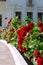 Improvement of the city of Saratov, beautiful red flowers blooming roses in the flowerbed along the sidewalk against the