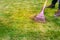 Improving the quality of the lawn by removing old grass and moss