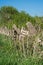 Improvised dilapidated fence in an overgrown environment.