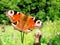 Inachis/aglais io butterfly close-up photo in nature