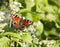 Inachis Io European peacock butterfly