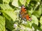 Inachis Io European peacock butterfly