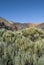 Inactive Volcano (Tenerife, Canaries, Spain)