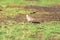 Inca dove (Columbina inca) in Costa Rica