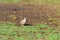 Inca dove (Columbina inca) in Costa Rica