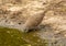 Inca Dove Drinking at Water Hole