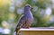 Inca dove perched on bird bath