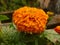 Inca marigolds flowers in winter at india