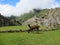 Inca ruins of Machu Picchu and llamas, Peru