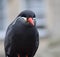 Inca Tern