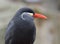 Inca Tern