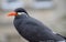 Inca Tern