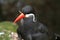 Inca Tern