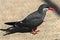 Inca tern 2