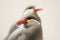 Inca tern bird