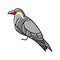 inca tern bird exotic color icon vector illustration