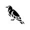 inca tern bird exotic glyph icon vector illustration