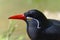 Inca tern bird mustache face