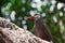 Inca tern bird posing in profile in nature