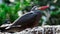 Inca tern bird resting on branch in nature