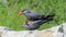 Inca tern birds courting