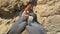 Inca tern birds courting