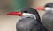 Inca Tern close-up photo. Unusual sea bird with white mustache