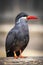 Inca Tern close-up photo. Unusual sea bird with white mustache