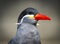 Inca Tern close-up photo. Unusual sea bird with white mustache