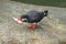 Inca tern eating fish