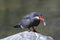 Inca Tern Eating a Fish While on a Rock