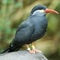 Inca Tern Full Body