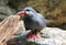 An Inca Tern, a grey bird with white whiskers