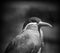 Inca Tern Larosterna bird seabird