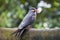 Inca Tern Larosterna inca