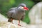 Inca Tern (Larosterna inca)