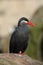 Inca tern (Larosterna inca)