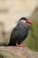 Inca tern (Larosterna inca)