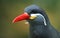 Inca Tern (Larosterna inca)