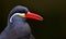 Inca Tern (Larosterna inca)
