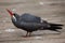 Inca tern (Larosterna inca).