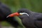 Inca tern (Larosterna inca).