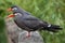 Inca tern Larosterna inca