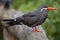 Inca tern (Larosterna inca).