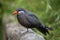 Inca tern (Larosterna inca).