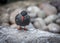 Inca Tern Larosterna inca