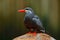 Inca Tern, Larosterna inca, bird on the stone. Tern from Peruvian coast. Bird in the nature sea habitat. Wildlife scene from natur