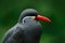 Inca Tern, Larosterna inca, bird on tree branch. Portrait of Tern from Peruvian coast. Bird in nature sea forest habitat. Wildlife