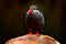 Inca Tern, Larosterna inca, bird on tree branch. Portrait of Tern from Peruvian coast. Bird in nature sea forest habitat. Wildlife