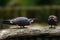 The Inca tern Larosterna inca, couple in courtship